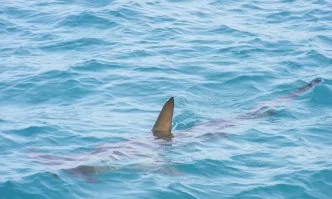 Австралиец се би с акула, за да спаси жена си