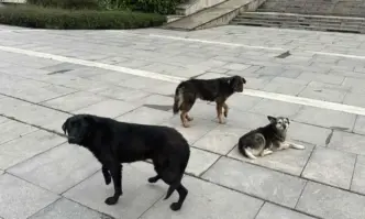 Промяната: За първи път от години глутница кучета пред НДК (СНИМКИ)