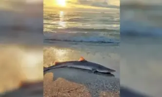 Акула излезе на бургарския плаж